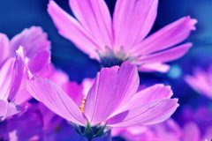 苏珊米勒2023年9月双子座运势