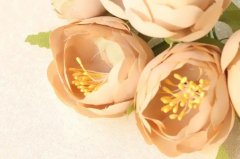 苏珊米勒2023年9月双鱼座运势