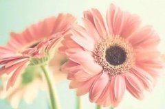 苏珊米勒2023年9月天秤座运势