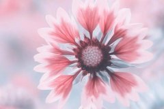 苏珊米勒2023年9月狮子座运势