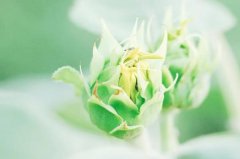 苏珊米勒2023年9月巨蟹座运势