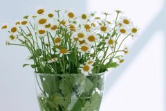 苏珊米勒2023年9月白羊座运势