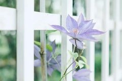 苏珊米勒2023年9月处女座运势