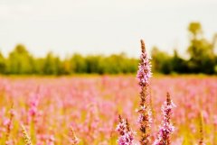 星座2023年9月17日到23日一周运势