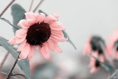 星座2023年11月19日到25日一周运势