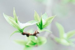 苏珊米勒2024年2月狮子座运势