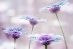 苏珊米勒2024年3月巨蟹座运势