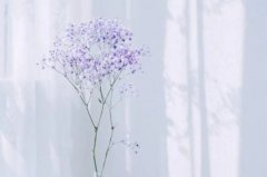 苏珊米勒2024年3月天秤座运势