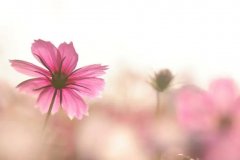 苏珊米勒2024年3月狮子座运势