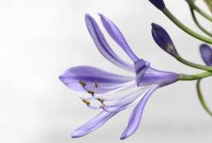 苏珊米勒2024年3月双鱼座运势