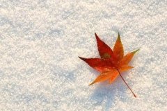 苏珊米勒2024年3月处女座运势