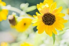 苏珊米勒2024年3月白羊座运势