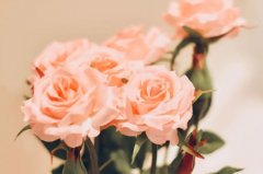 苏珊米勒2024年3月金牛座运势