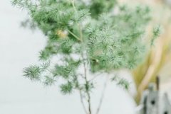 苏珊米勒2024年3月天蝎座运势