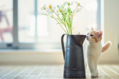 苏珊米勒2024年4月双子座运势